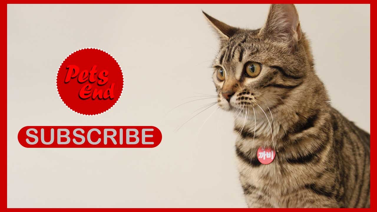 Funniest Animals Funny Cats And Baby Funny Pets Video Pets End