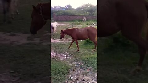 scopin horse on the road #shortvideos #comedy #viral #shots #satisfying