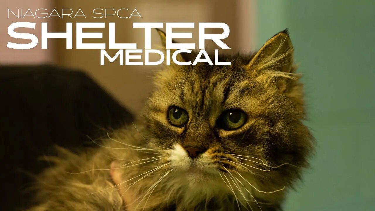 Burned fur, whiskers, and paw wounds | Shelter Medical