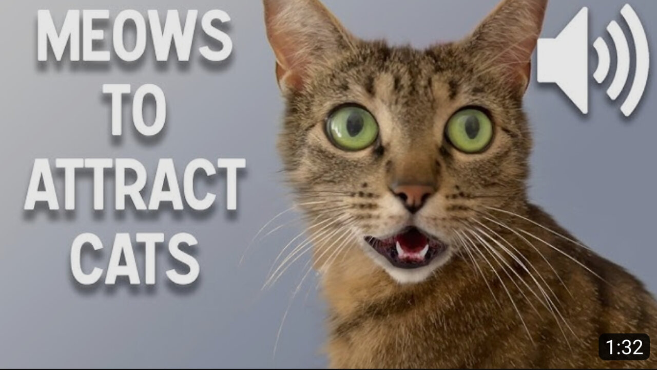 Sounds that attract cat_ Meow to make cats come to you 🤯