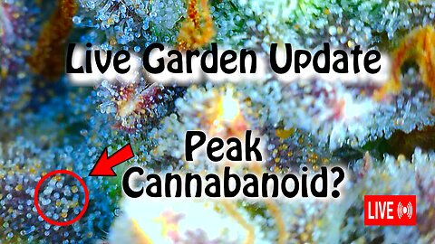 Harvesting for Peak Cannabinoid!