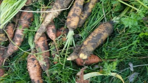 The late, late carrots!