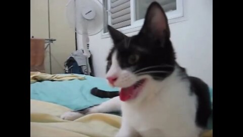 Cat Thinks Its a Dog