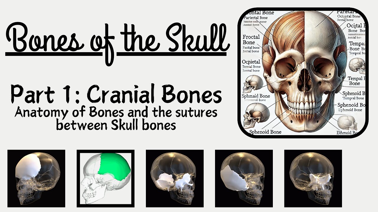 Bones of the Skull: Detailed Overview with Cranial Bones in Focus