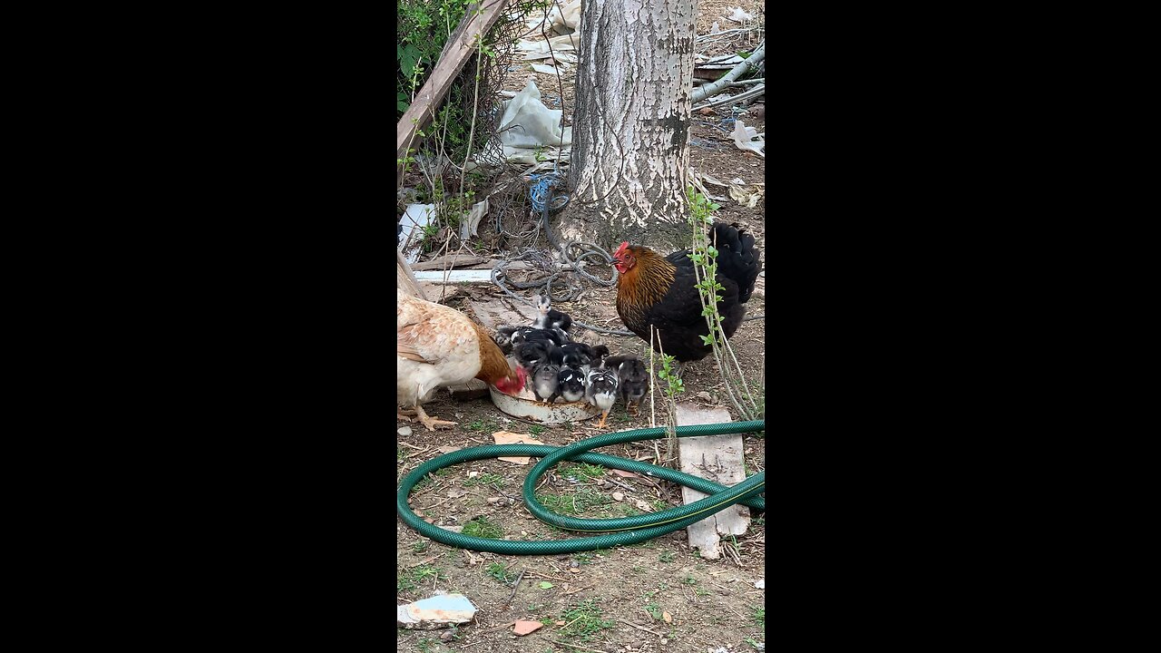 A Hen & Her Chicks