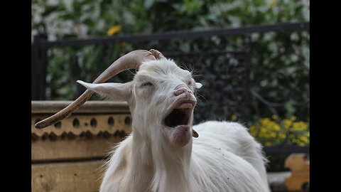 Crazy goats! What's wrong with them!!! Very Funny Pranks!