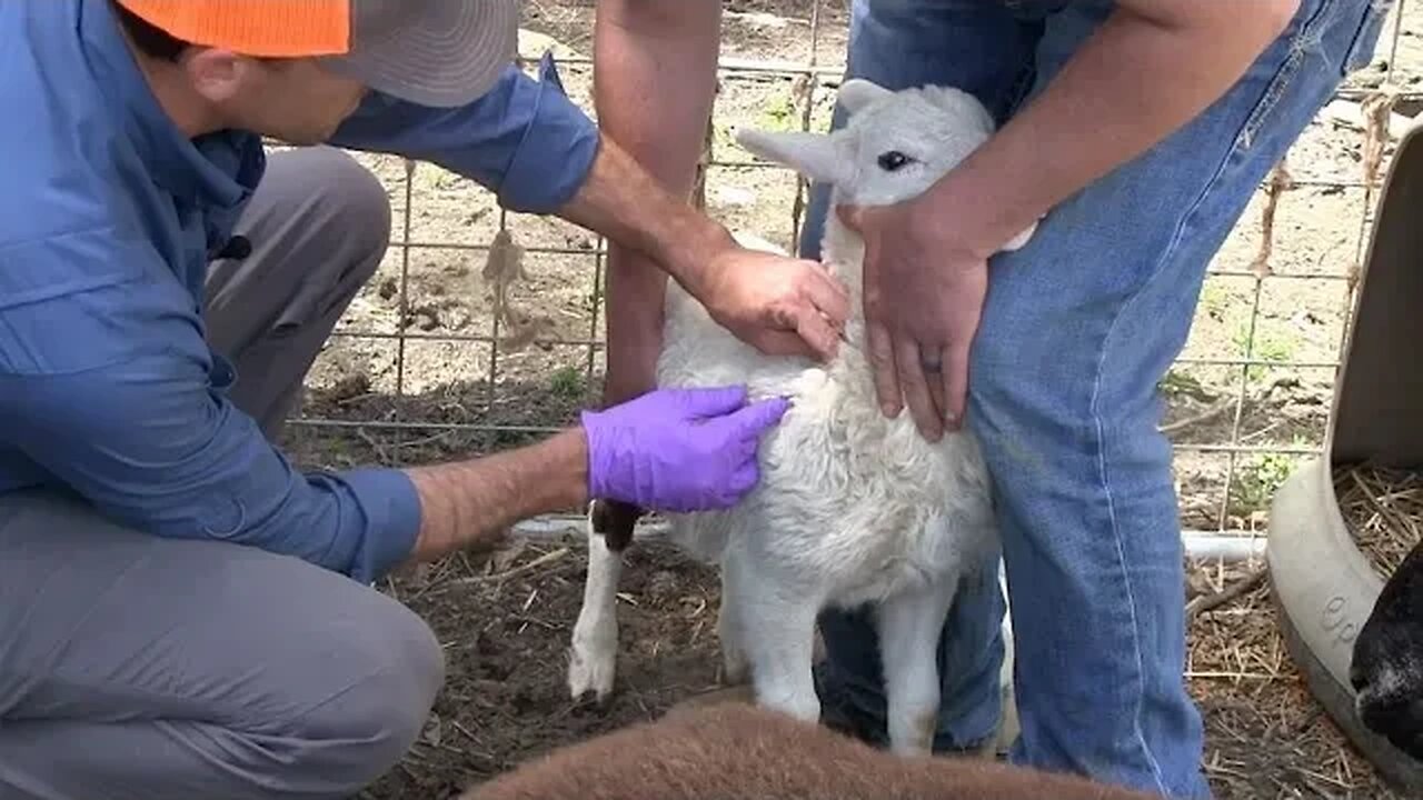 Dr. Alex Checks on Sheep