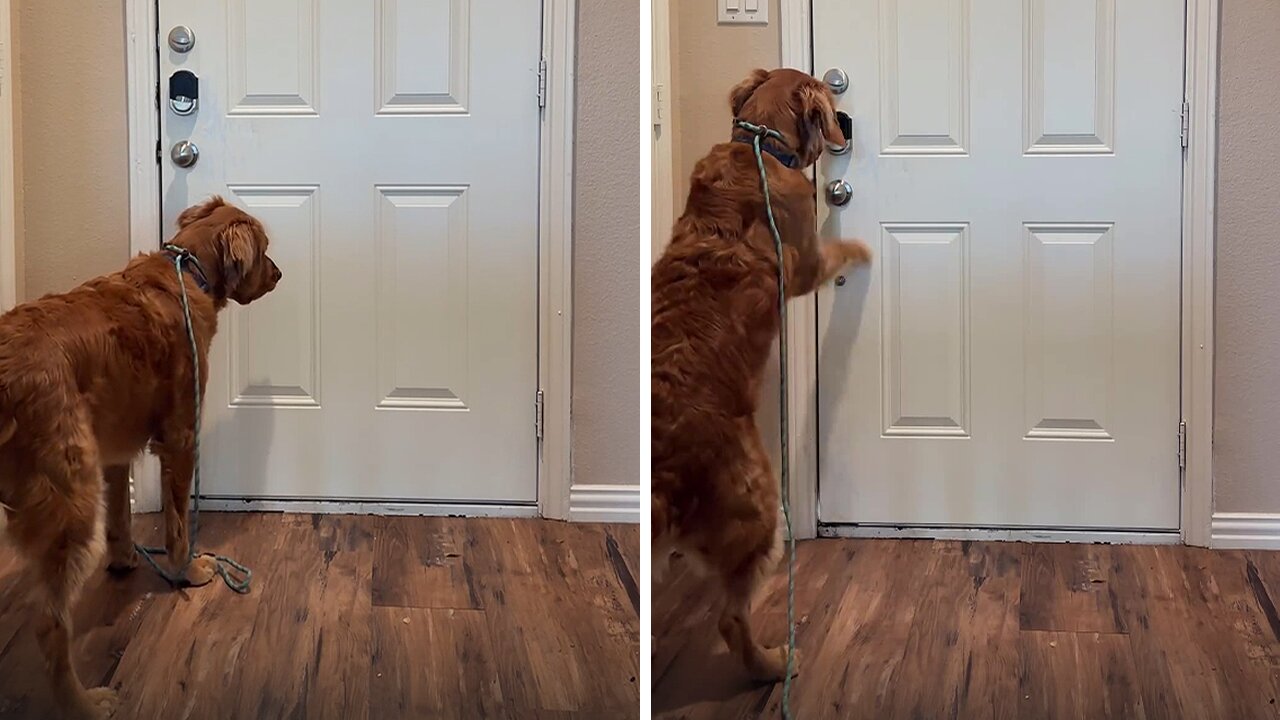 Getting your dog ready for a walk and pretending to forget them!