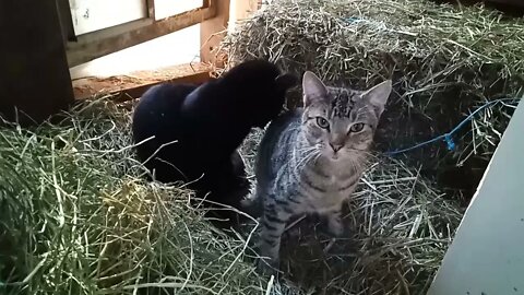 Skippy and Blackcat in the hay 14th July 2021