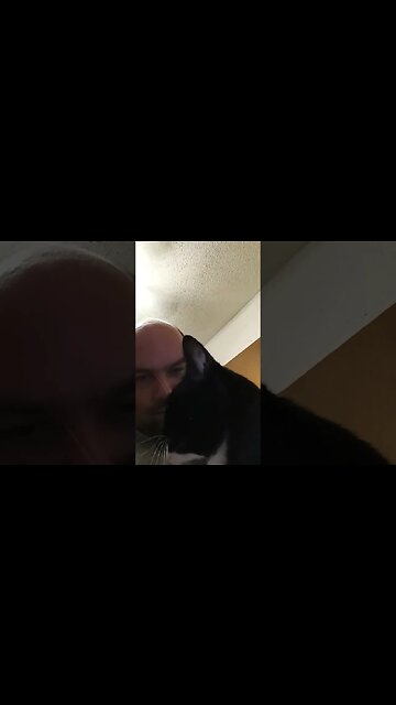 kitty missed me #shortsfeed #shortsvideo #kittycat #catvideos