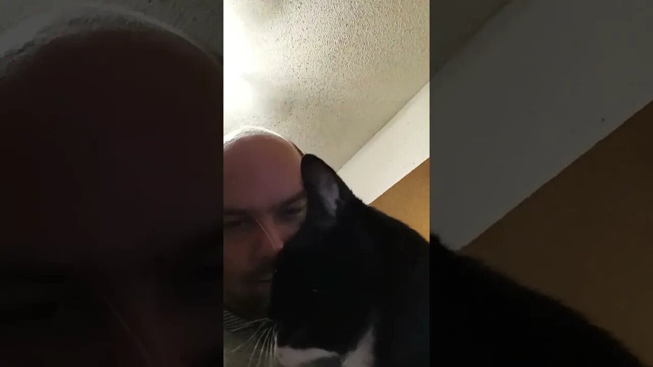 kitty missed me #shortsfeed #shortsvideo #kittycat #catvideos