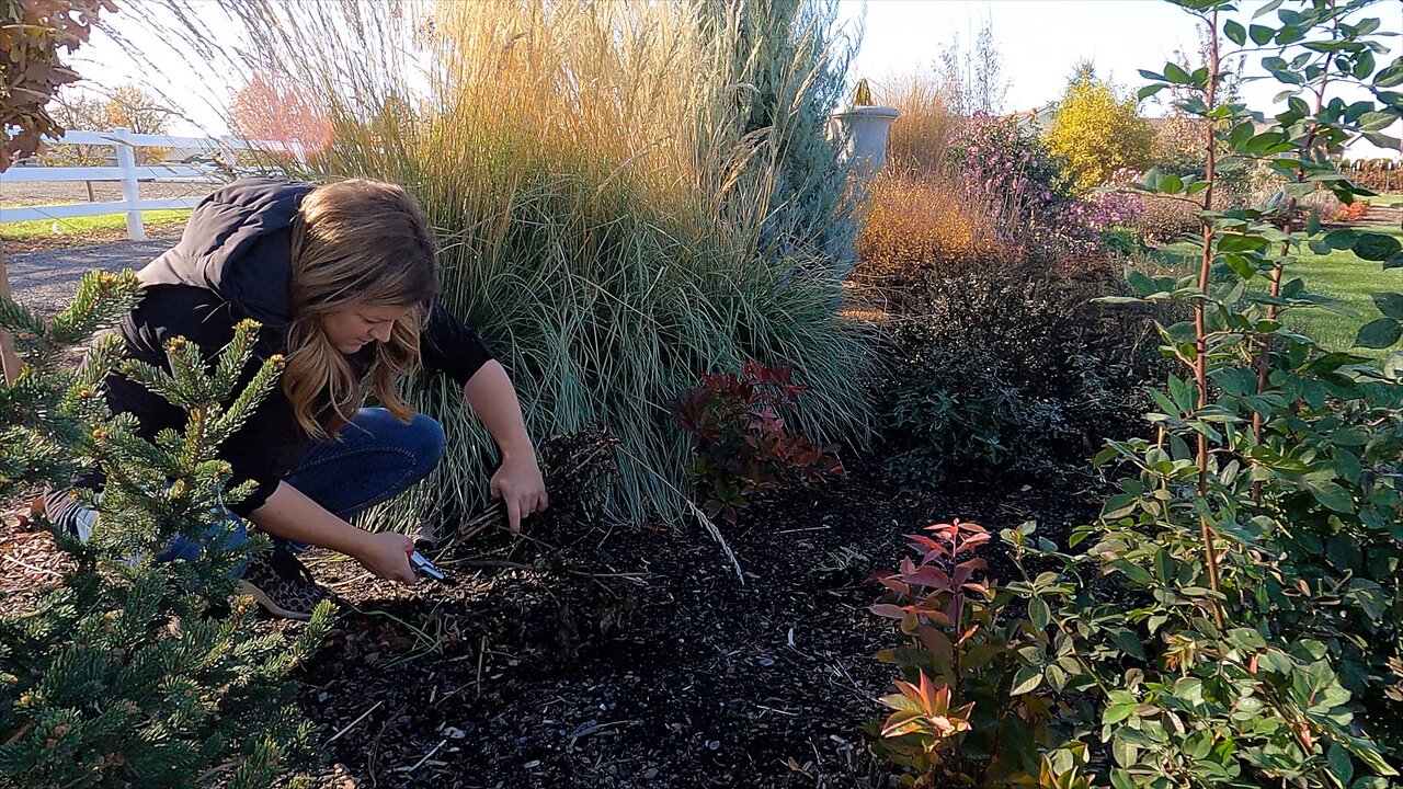 Pros & Cons of Fall vs. Spring Garden Cleanup! 🍂✂️🤎