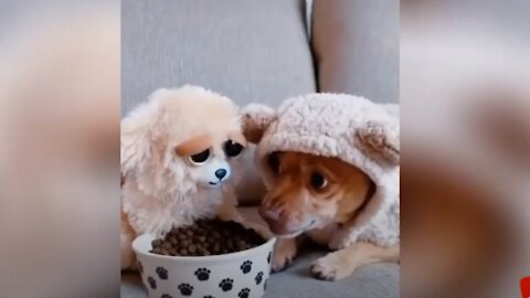 Angry - Funny Dogs and Cats of TikTok | Try not to laugh impossible .