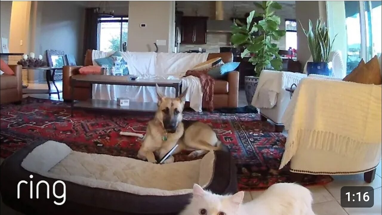 When Mercy the Dog Is Busted Chewing on a Picture, Her Cat Accomplices Cover Up for Her _ RingTV