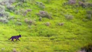 Wolf reintroduction draft plan community meetings