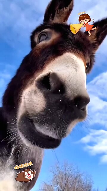 animal's fun with eachother| funny animals | laughing out loud