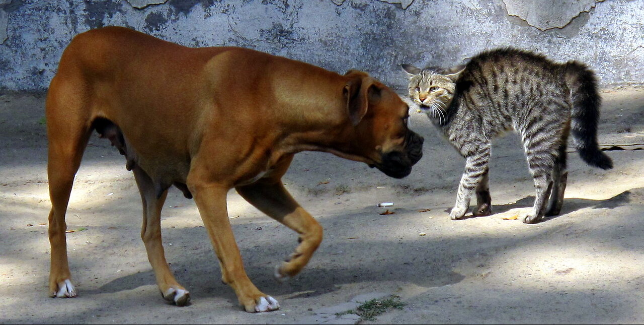 Hilarious compilation of cats🐈 attacking dogs 🐕