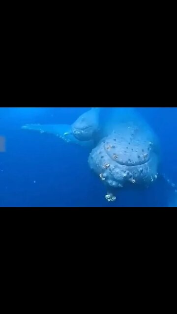 JONAH AND THE WHALE #shorts