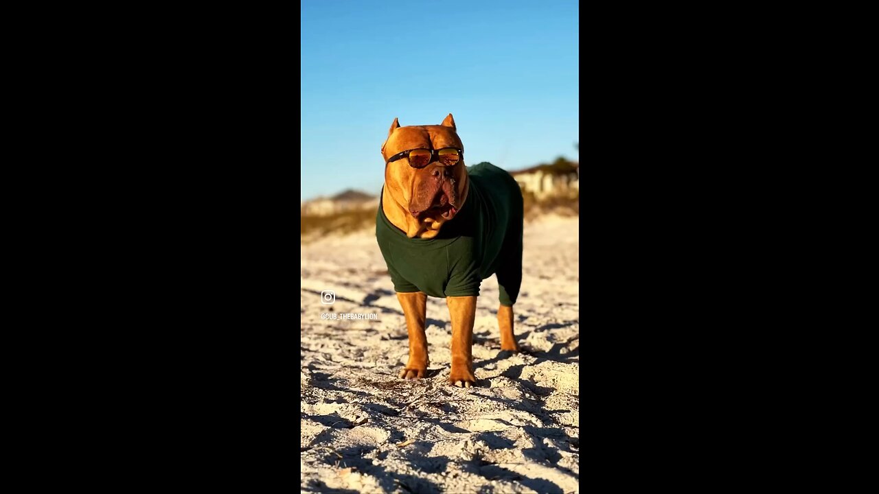 MASSIVE Pit Bull models his new beach jacket 🦁☀️👓