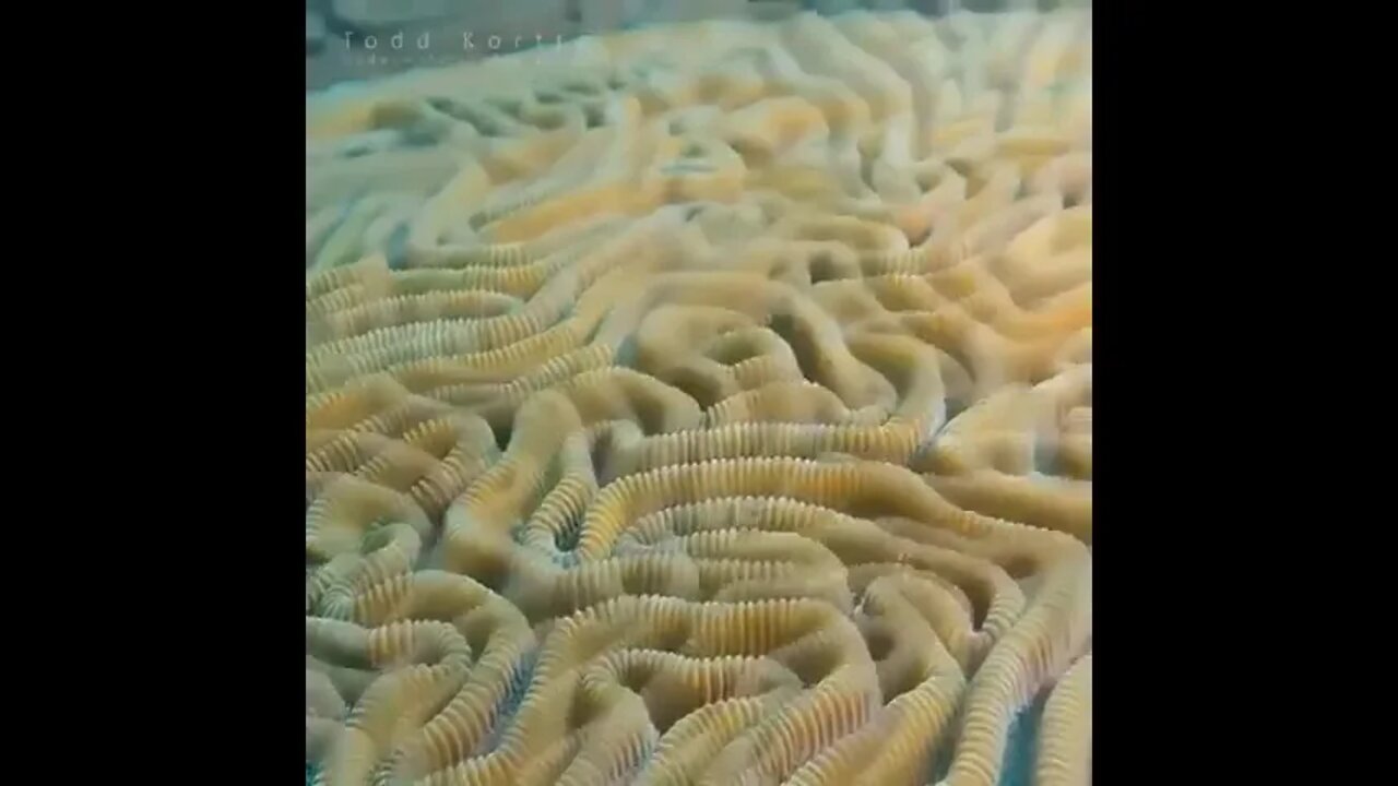 Brain corals are found in shallow warm water coral reefs