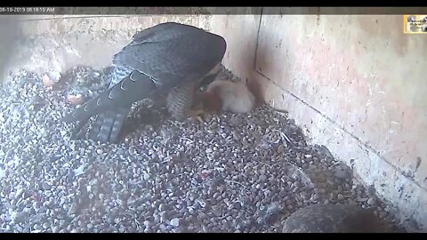 Mom feeds her little eyasesses breakfast and lunch. 10-8-19