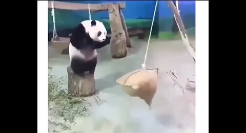 The timing of a panda