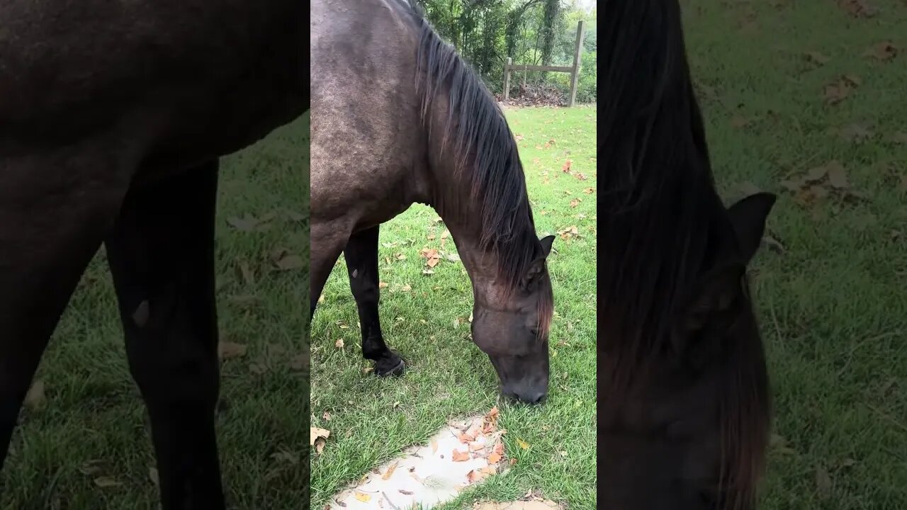 Horsing around #5