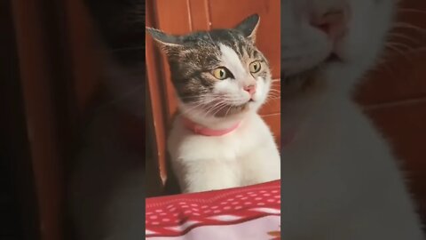 Cat Fun video