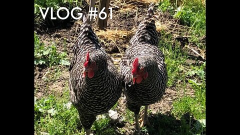 Whole lotta crowing on the farm!! Vlog #61