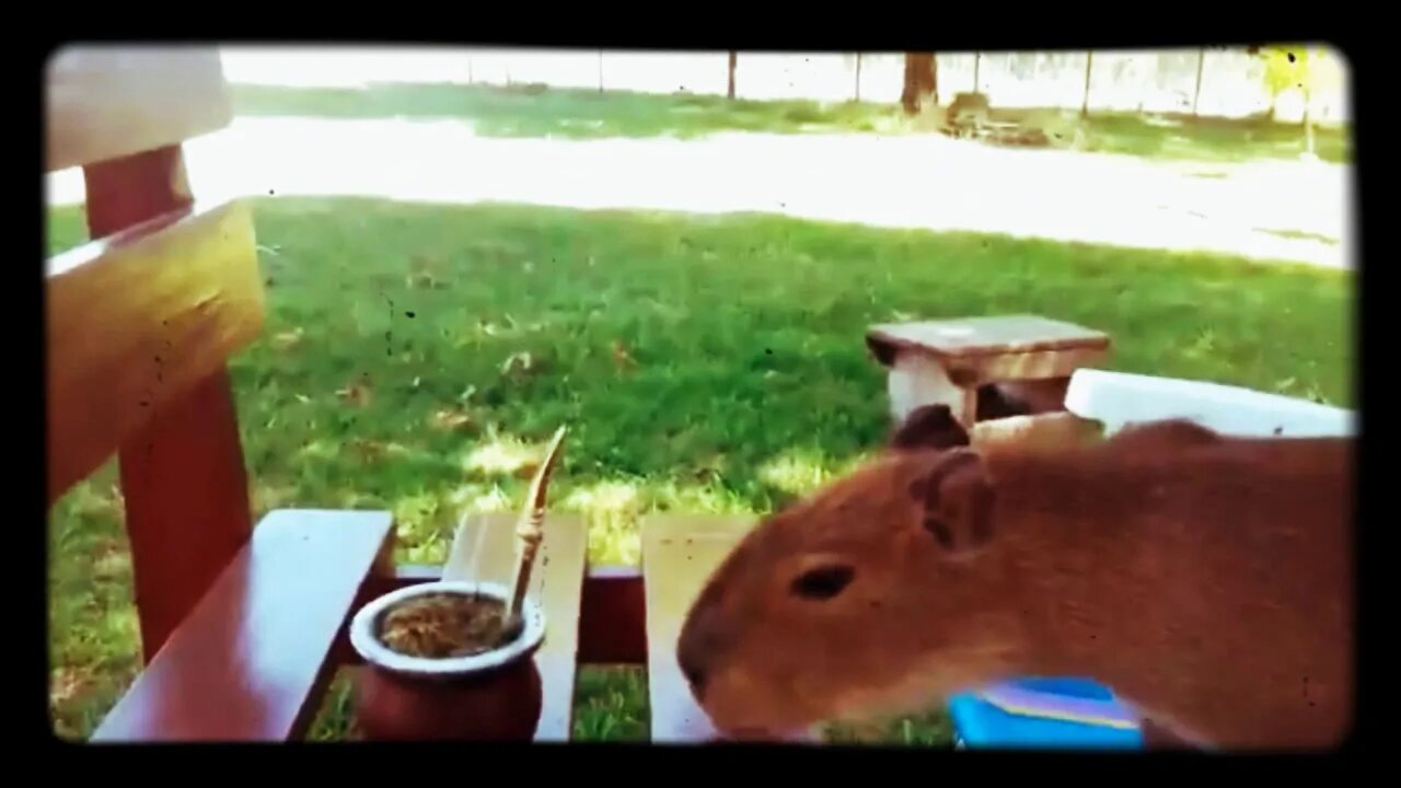 Carpincho tomando mate