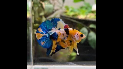 Collection of Most beautiful Betta Yellow Plakat