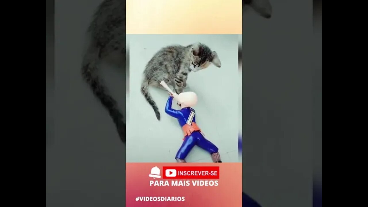 Compilado de animais engraçados 2021