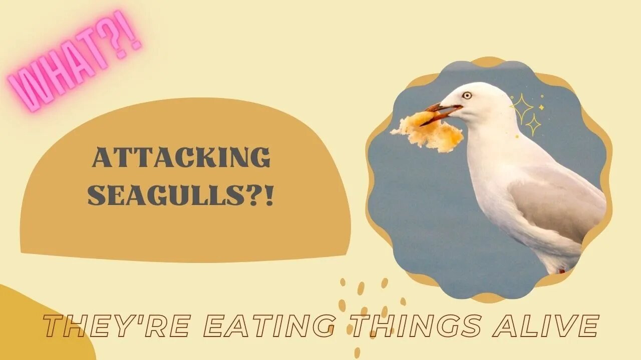 Why are Deadly Seagull Attacks Happening?