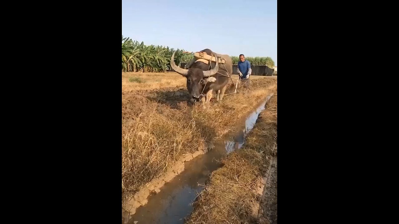 Farming Techniques from Old ages ! Must Watch