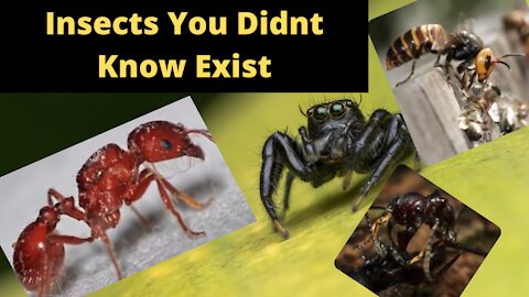 Insects You Didnt Know Exist | Most Dangerous Insects Around The World