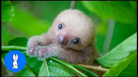 Baby Sloths Being Sloths - FUNNIEST Compilation