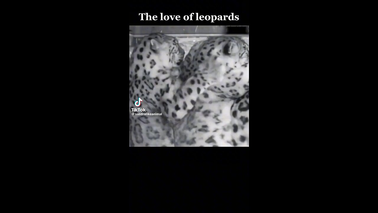 The love of leopards