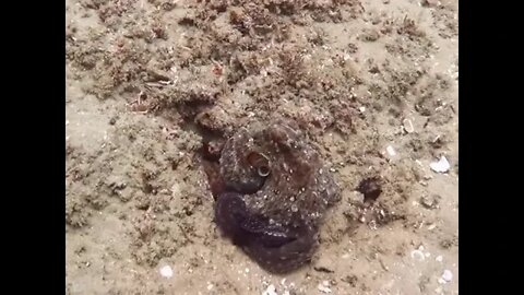 Color changing and camouflage by an octopus filmed off the coast of Mozambique