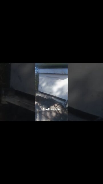 Apicultura abelhas apis