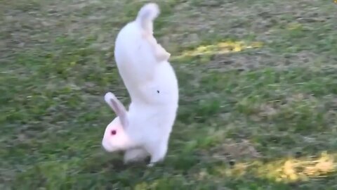 Rabbit Tricks