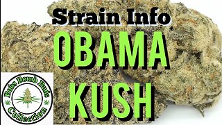 Obama Kush, Cannabis Strain. Weed Review