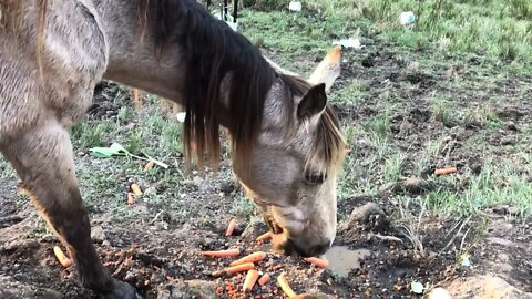 The difficult decision to euthanise Arthur our rescue horse 😢