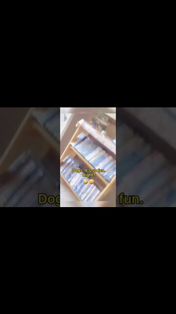 The Dog May Be Beaten By Cats 🤣- Funny Dog Video