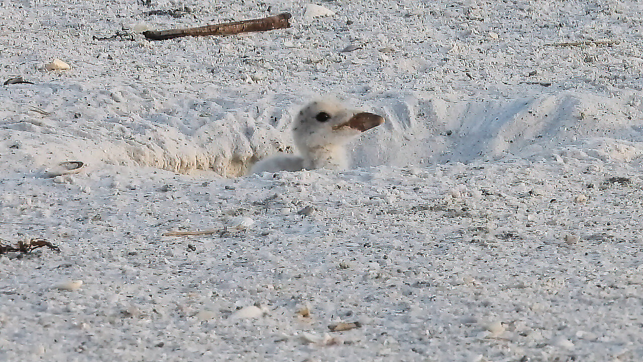 Black Skimmer Tagged Q6 in Wrong Scrape