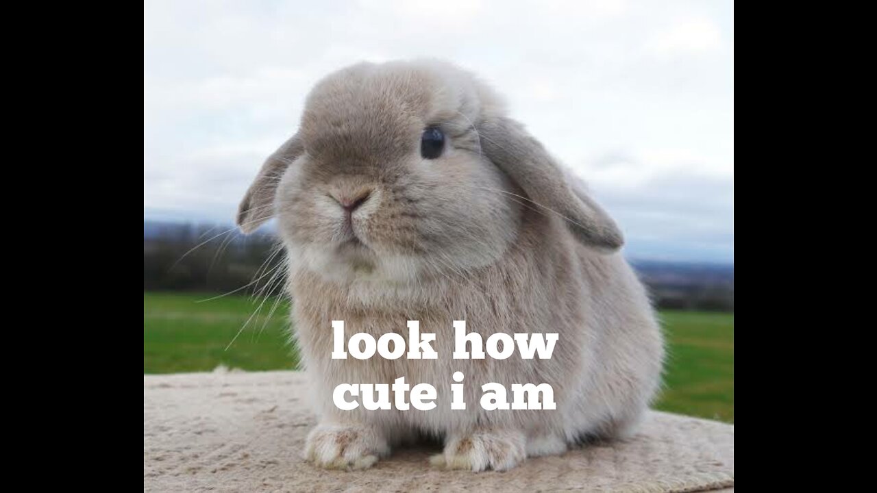 this bunny rabbit is really very cute