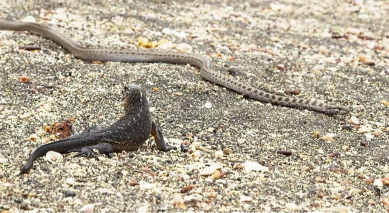 Iguana versus snakes #1