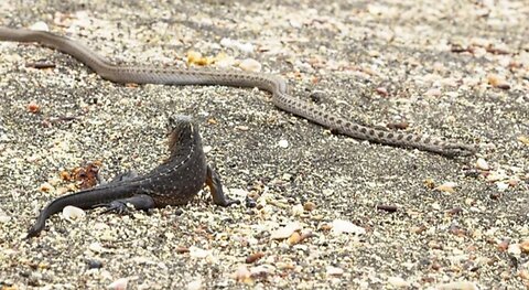 Iguana versus snakes #1