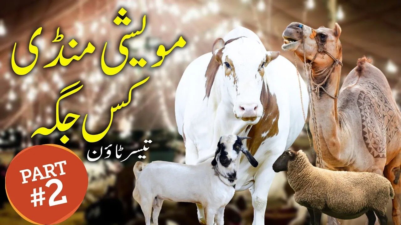 Cow Mandi ki New Location - Cow Mandi Location Karachi on Northern Bypass (Taiser Town)