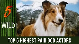 Top 5 Highest Paid Dog Actors | 5 WILD