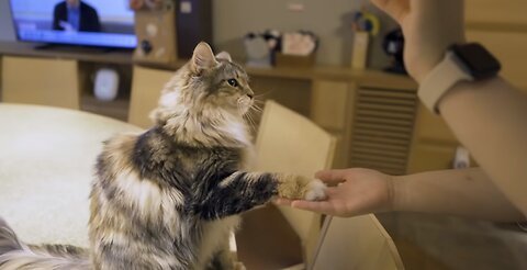 Visit the largest cat cafe in Japan | Cat Cafe MOCHA Lounge Shinjuku
